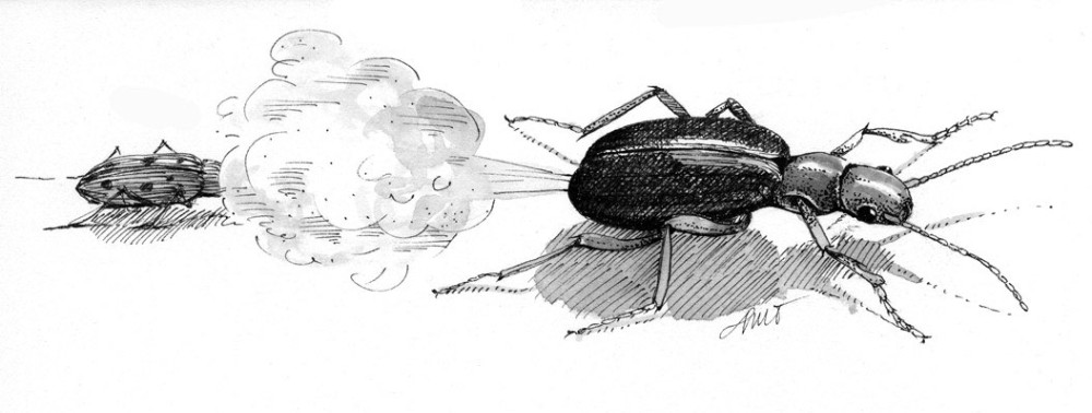 Ground Beetles: In a Pitfall Can Near You thumbnail