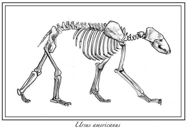 Bear Bones