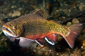 The Life Cycle of a Brook Trout thumbnail