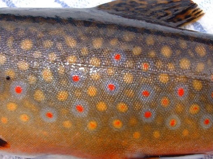 Beaver Pond Fishing