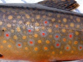 Beaver Pond Fishing thumbnail