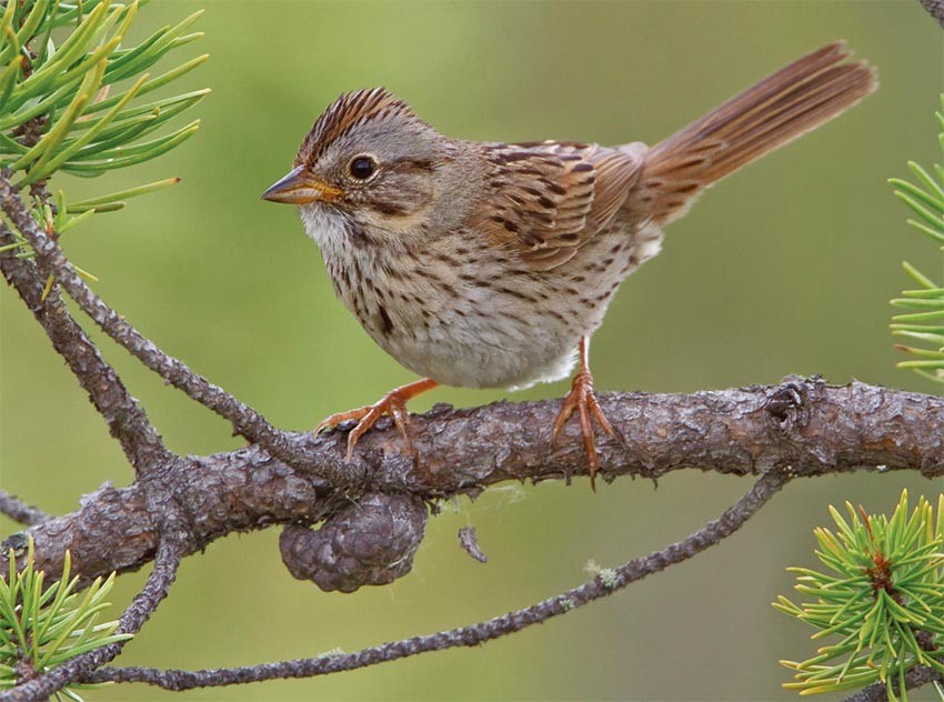 Birds in Focus: Finding Refuge in Reference Birds