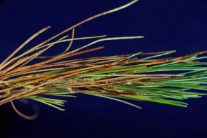 White Pine Needle Damage thumbnail