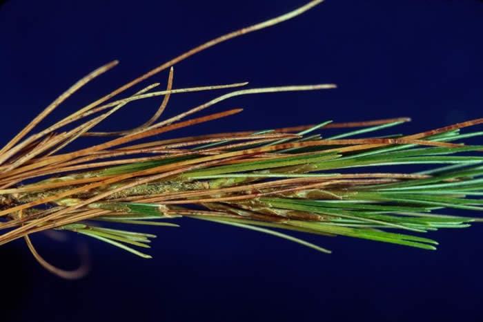 White Pine Needle Damage