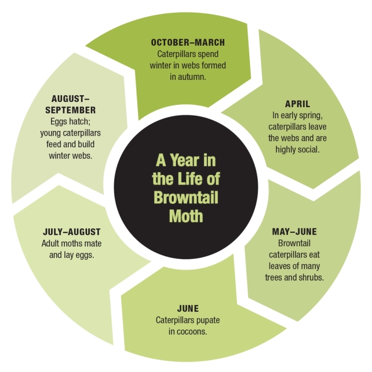 The Ups and Downs of Browntail Moths