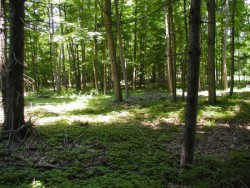 Too Many Whitetails? Photo: Jeff Ward