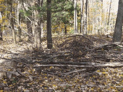 An Appreciation of Debris: The Science and Changing Perceptions of Dead Trees