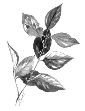 Buckthorn.jpg thumbnail