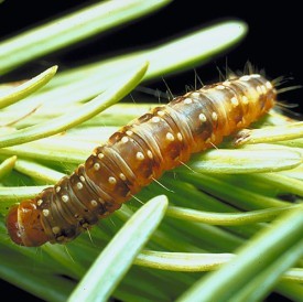 Caterpillar Clash: The Budworm Returns thumbnail