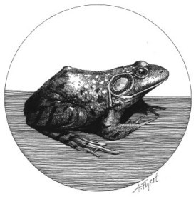 Bullfrog.jpg thumbnail