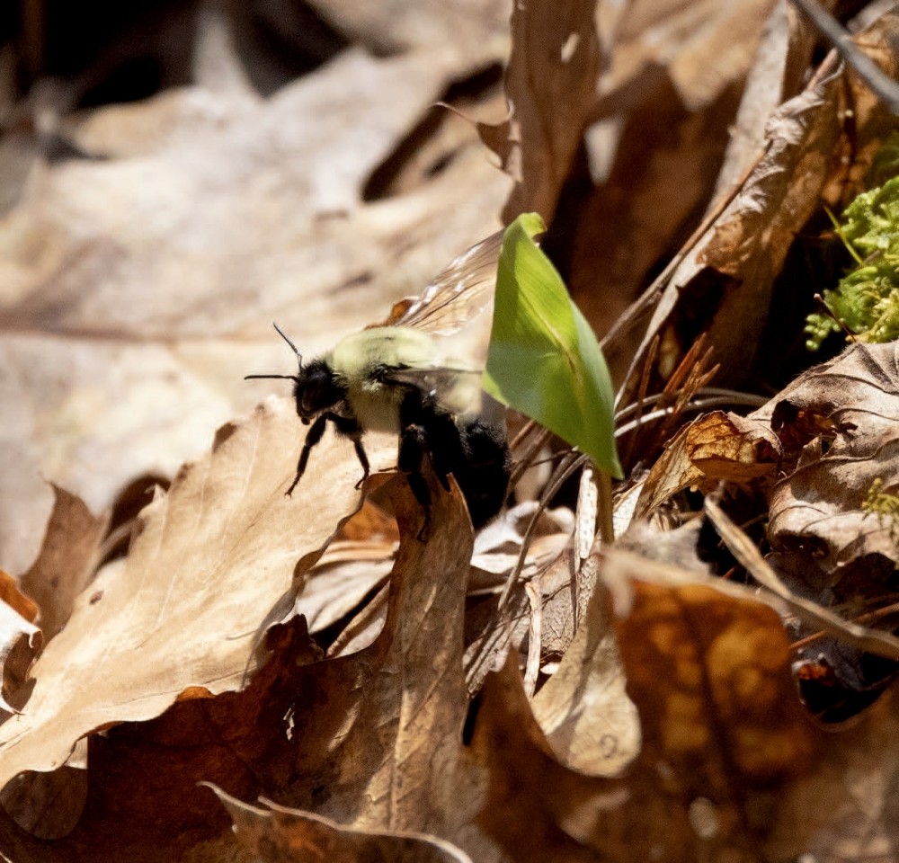 Do Bumble Bee Queens Seek Out Pesticides? thumbnail