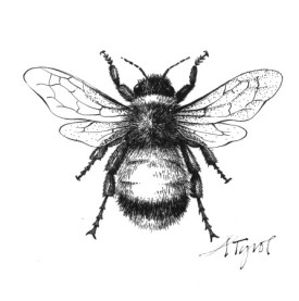 bumblebee_1_.jpg thumbnail