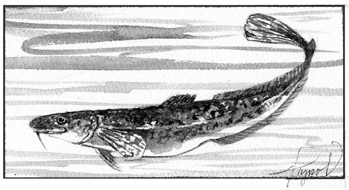 Musical Fish in New England? Meet the Burbot thumbnail