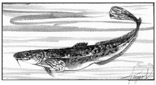 Musical Fish in New England? Meet the Burbot