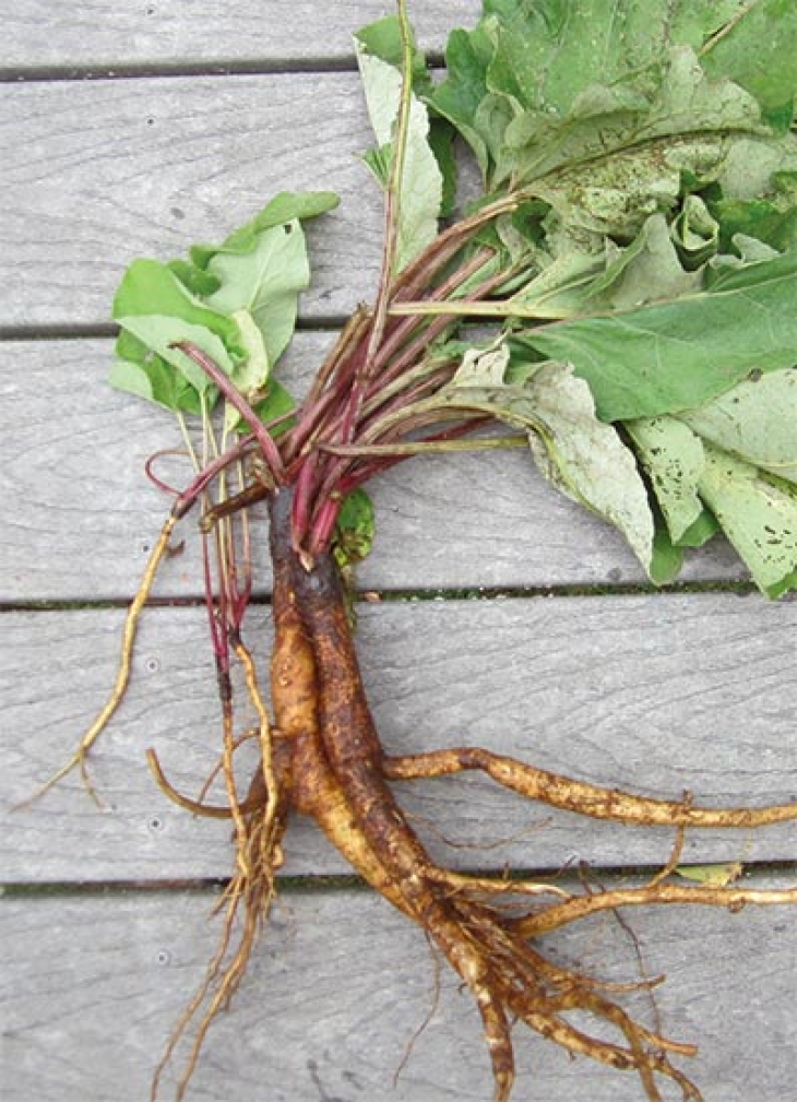 Burdock: A Food That Will Really Grab You