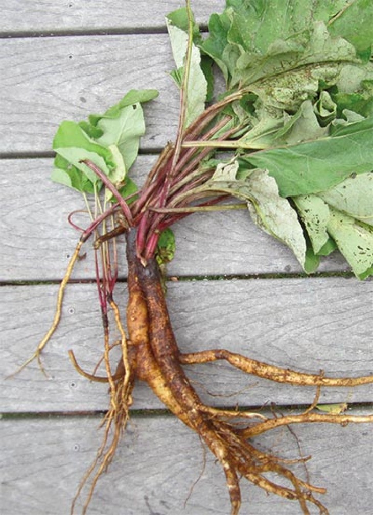 Burdock: A Food That Will Really Grab You