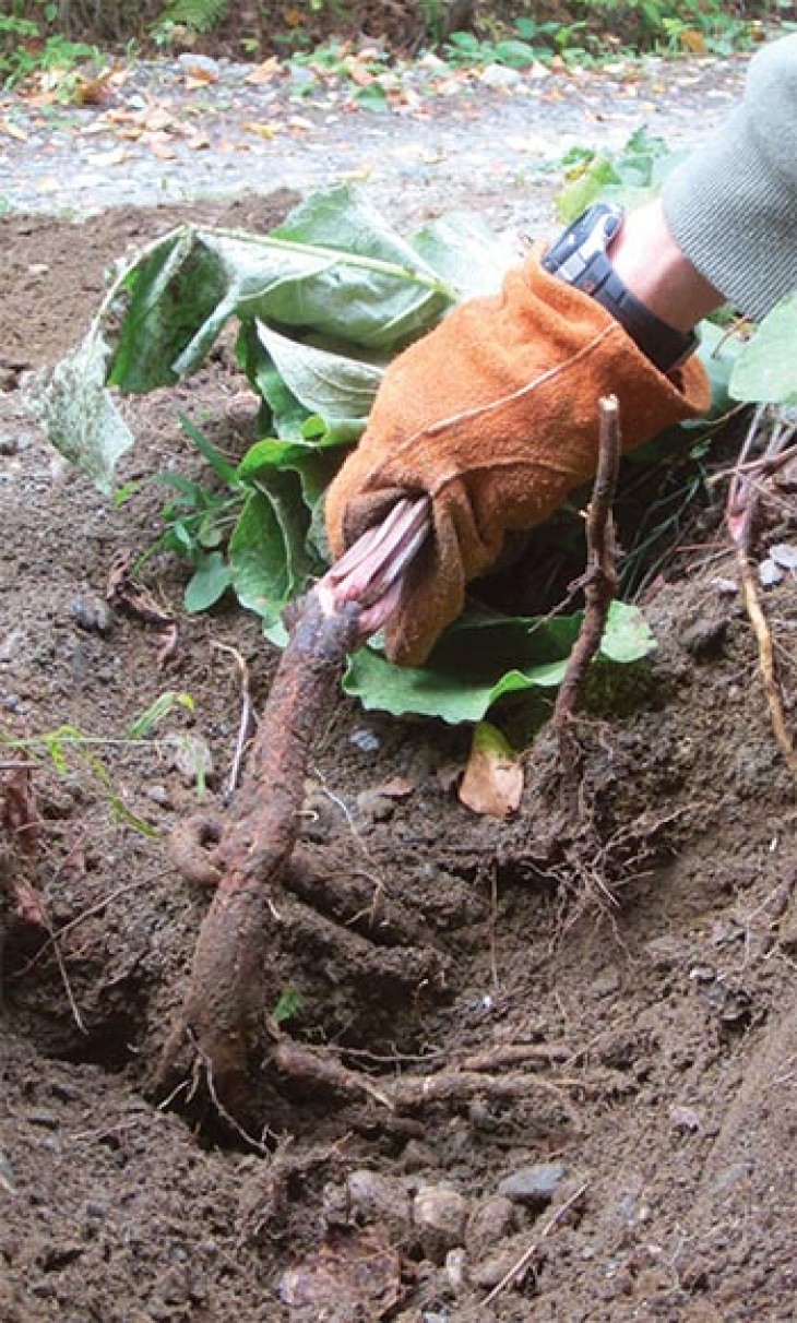 Burdock: A Food That Will Really Grab You