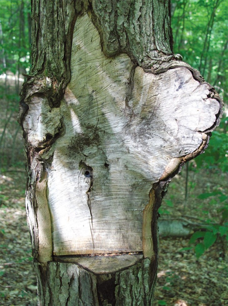 Burl Tree Wound