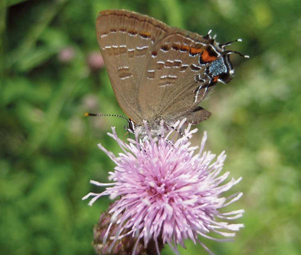 Butterflies Take Note Before Taking Flight