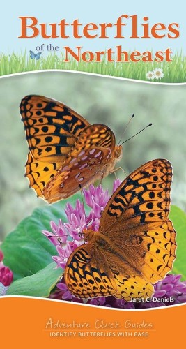 Butterflies Image