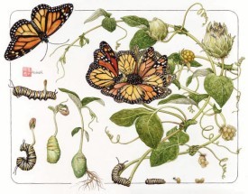 butterfly1.jpg thumbnail