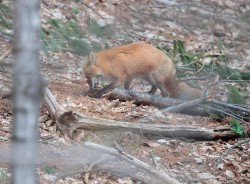 Fox Family Life Photo: Northern Woodlands