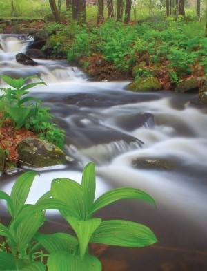 Caddisflies: Underwater Architects thumbnail