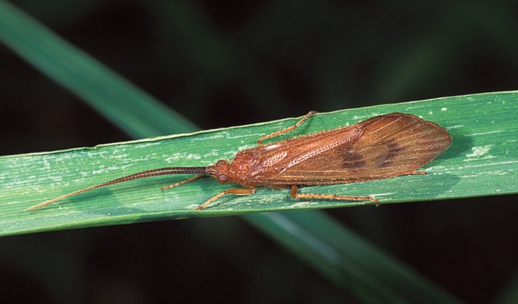 caddisflies_2.jpg