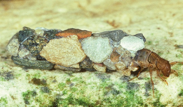 caddisflies_3.jpg