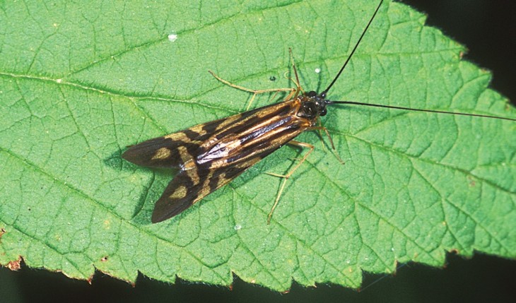 caddisflies_4.jpg