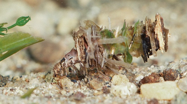 caddisflies_5.jpg