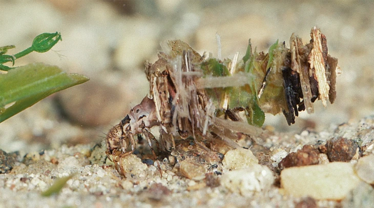 Caddisflies: Underwater Architects | Spring 2019 | Articles