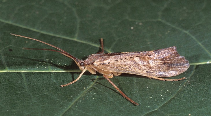 caddisflies_6.jpg