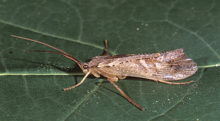 Caddisflies: Underwater Architects | Spring 2019 | Articles