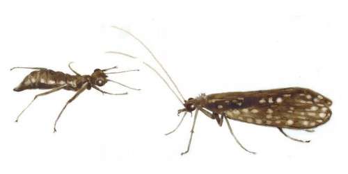 The Winter Caddisfly