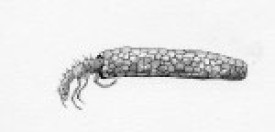caddisfly_larva_thumb.jpg thumbnail