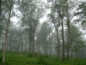 Rediscovering a Long-Gone Forest: An Interview with Charlie Cogbill thumbnail