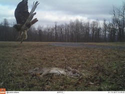 A Community of Camera Trappers Photo: West Virginia Army National Guard/ApplachianEagles.org