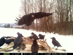 Camera_Trapping_4.jpg