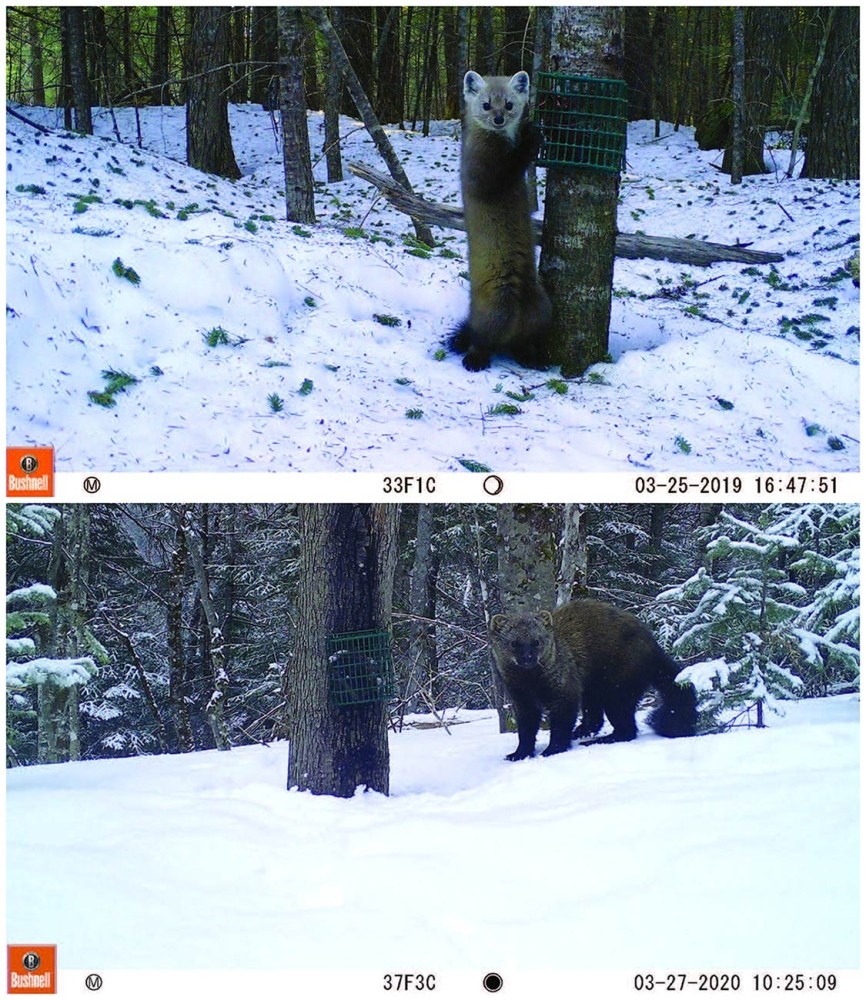 Marten and Fisher Can and Do Coexist in the Maine Woods