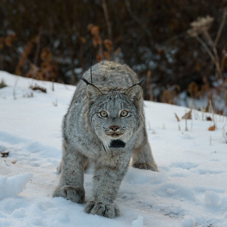 Canada Lynx