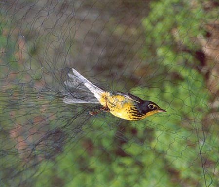 Len Reitsma: At Work with Canada Warblers