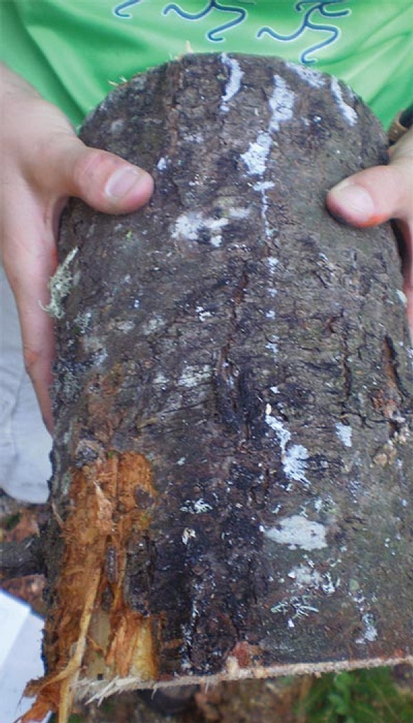 Cankers Caused by the Climate