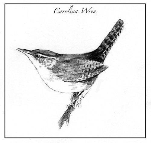 Carolina wren