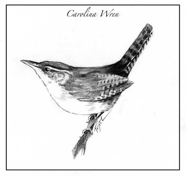 Carolina Wrens Move North