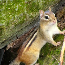 carolyn_sprague_chipmunk_w9.jpg