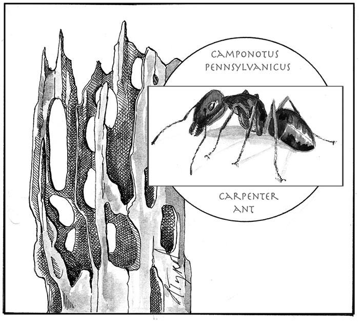 Carpenter Ants thumbnail