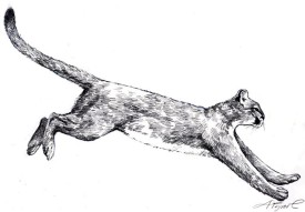 catamount_web.jpg thumbnail