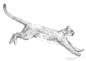 catamountpix.jpg thumbnail