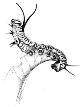caterpillar.jpg thumbnail
